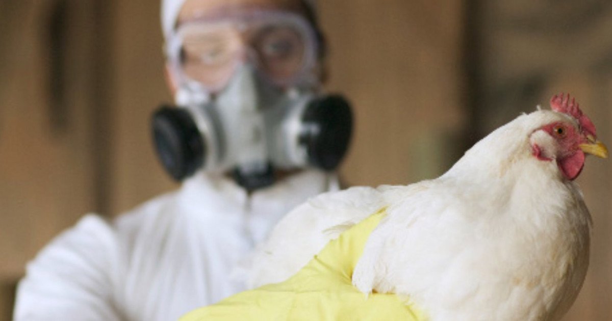 Gripe Aviária e seus impactos econômicos: O que o mercado deve observar agora